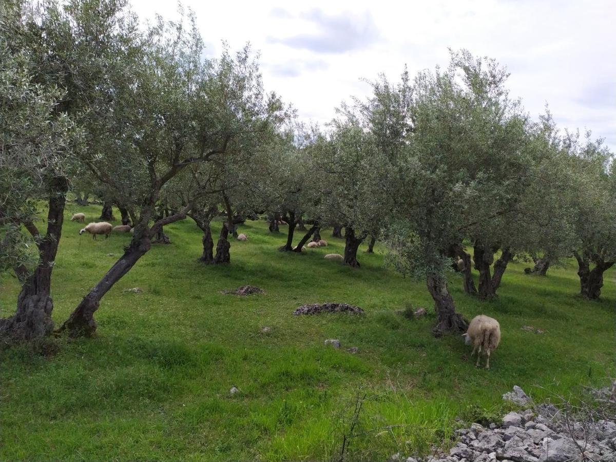 Prima Insula Glamping Hotel Brusici Exterior foto